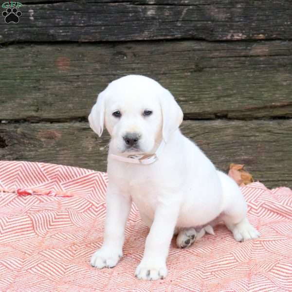 Lucky, Yellow Labrador Retriever Puppy