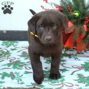 Lucky, Chocolate Labrador Retriever Puppy