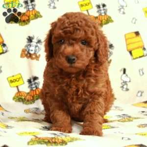 Lucky, Miniature Poodle Puppy