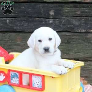 Lucky, Yellow Labrador Retriever Puppy