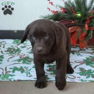 Lucky, Chocolate Labrador Retriever Puppy