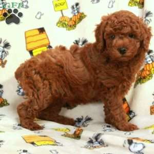 Lucky, Miniature Poodle Puppy