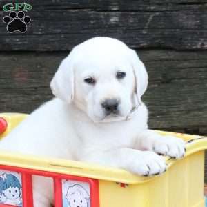 Lucky, Yellow Labrador Retriever Puppy