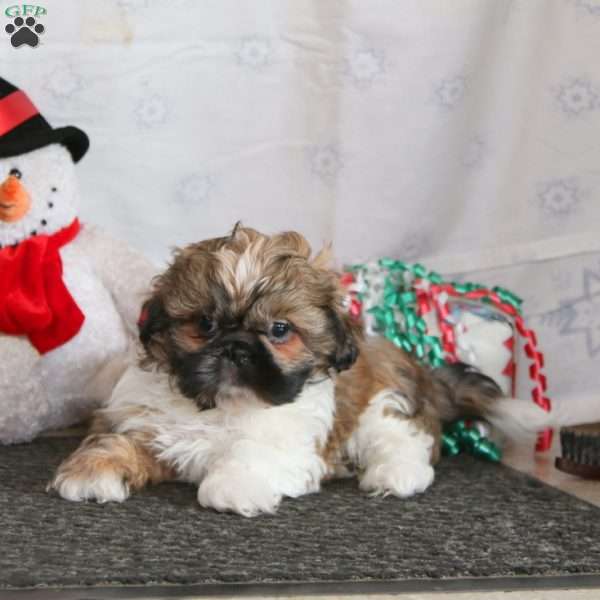 Lucky, Shih Tzu Puppy