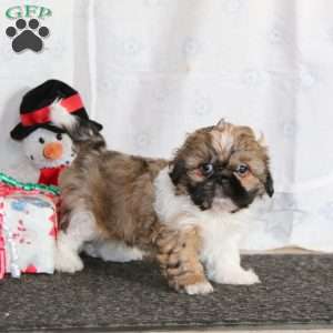 Lucky, Shih Tzu Puppy