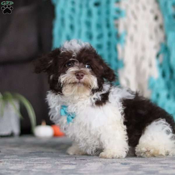 Lucky, Havanese Puppy