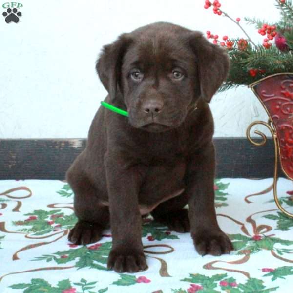 Lucy, Chocolate Labrador Retriever Puppy