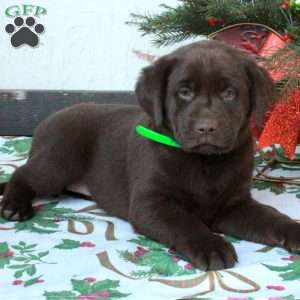 Lucy, Chocolate Labrador Retriever Puppy