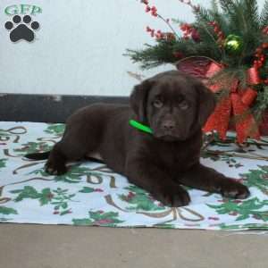 Lucy, Chocolate Labrador Retriever Puppy