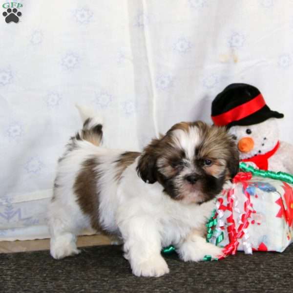 Lucy, Shih Tzu Puppy