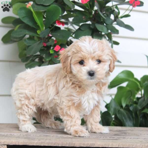 Luke, Maltipoo Puppy