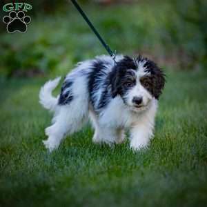 Lulu, Mini Bernedoodle Puppy