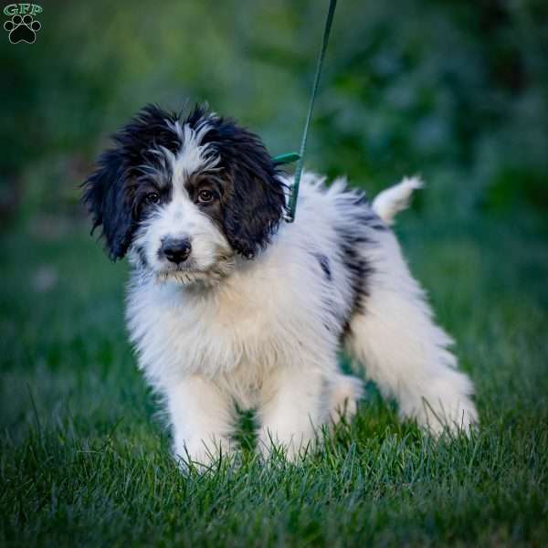 Lulu, Mini Bernedoodle Puppy