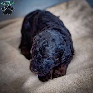 Luna, Cavapoo Puppy