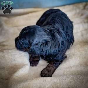 Luna, Cavapoo Puppy