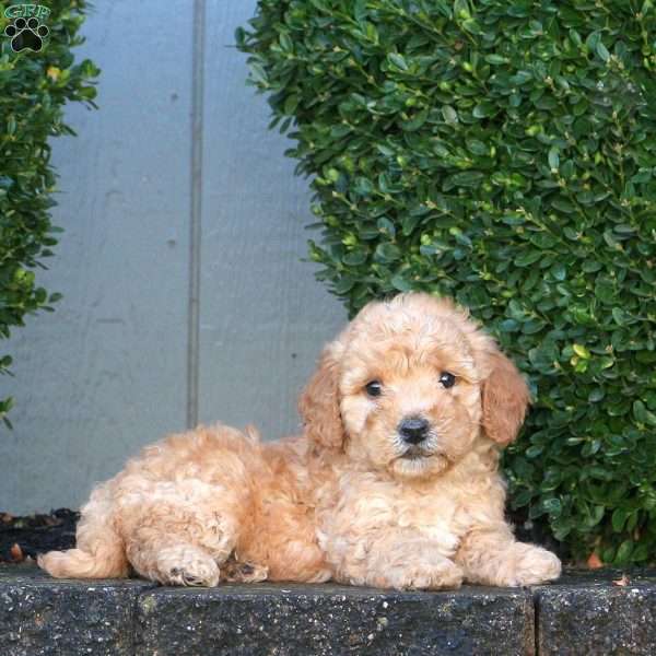 Luna, Mini Goldendoodle Puppy