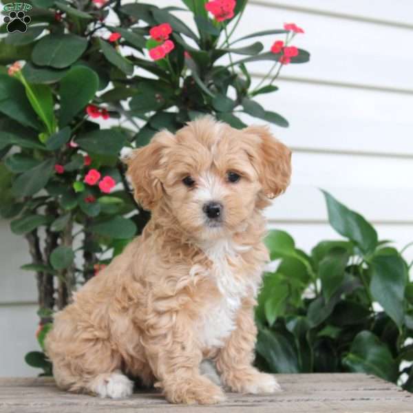 Luna, Maltipoo Puppy