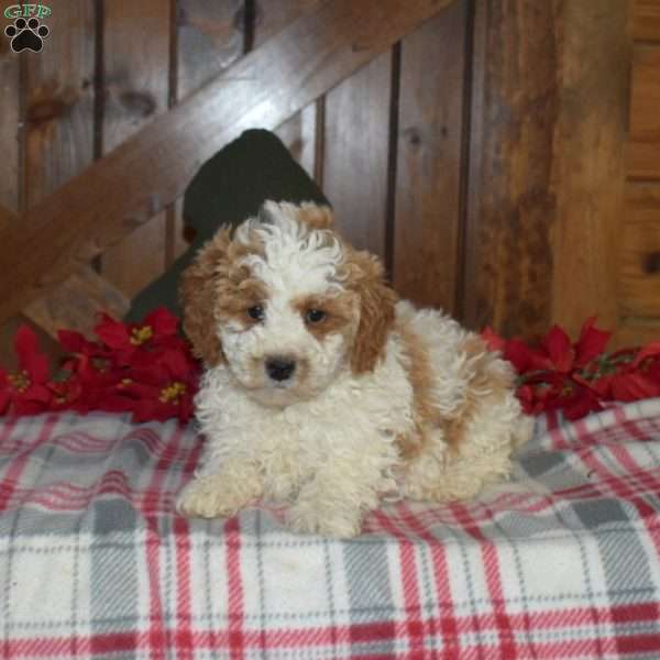 Luna, Miniature Poodle Puppy