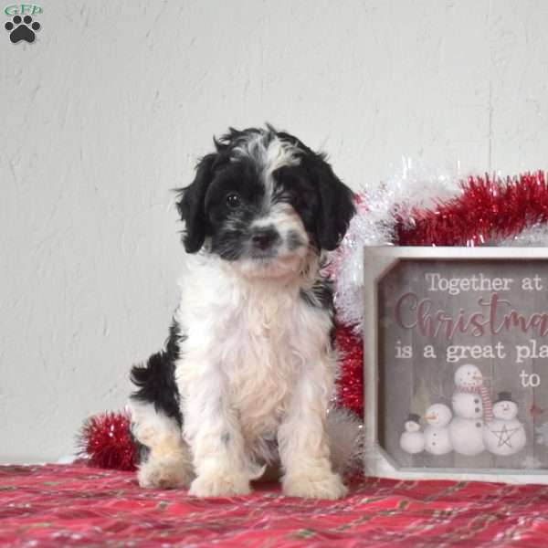 Luna, Cavapoo Puppy