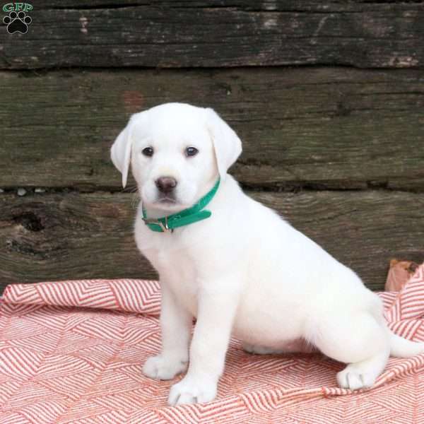 Luna, Yellow Labrador Retriever Puppy