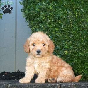 Luna, Mini Goldendoodle Puppy