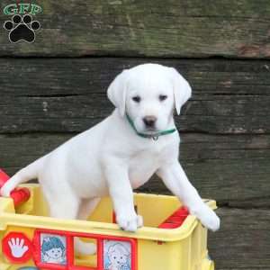 Luna, Yellow Labrador Retriever Puppy