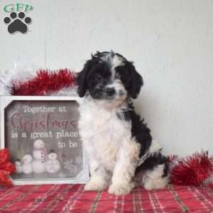 Luna, Cavapoo Puppy