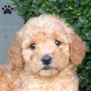 Luna, Mini Goldendoodle Puppy