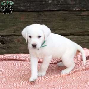 Luna, Yellow Labrador Retriever Puppy