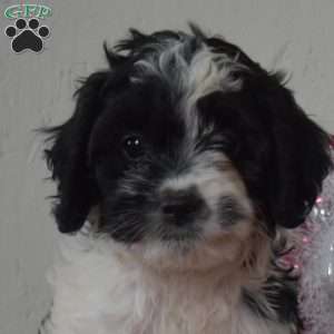 Luna, Cavapoo Puppy