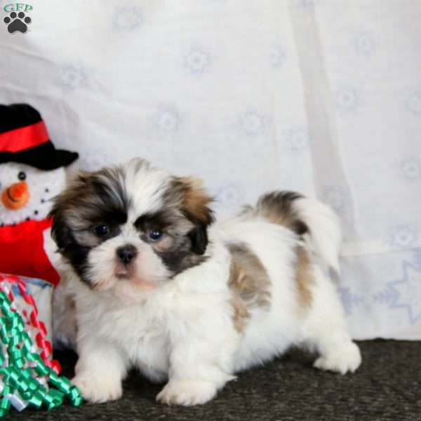 Lylah, Shih Tzu Puppy