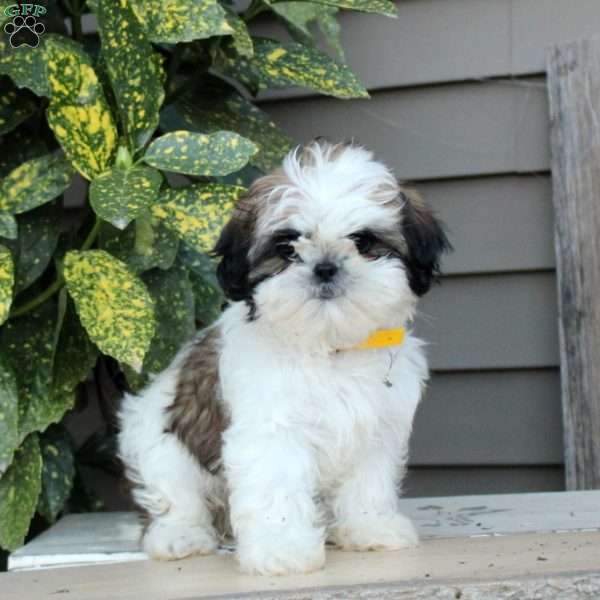 Lynn, Shih Tzu Puppy