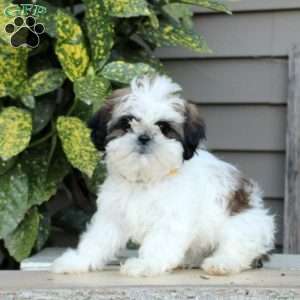 Lynn, Shih Tzu Puppy