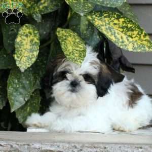 Lynn, Shih Tzu Puppy