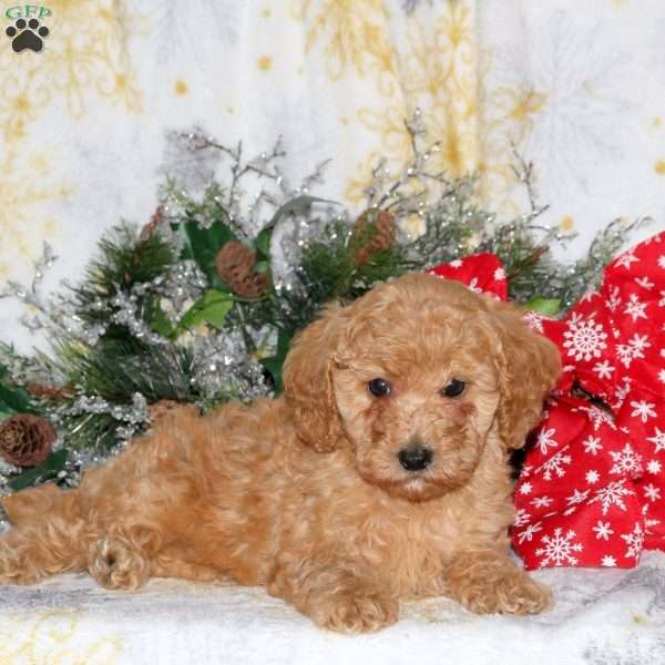 Macey, Miniature Poodle Puppy