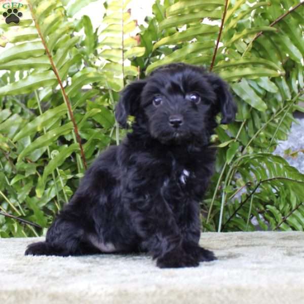 Macie, Yorkie Poo Puppy