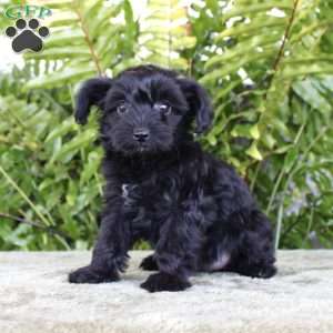 Macie, Yorkie Poo Puppy