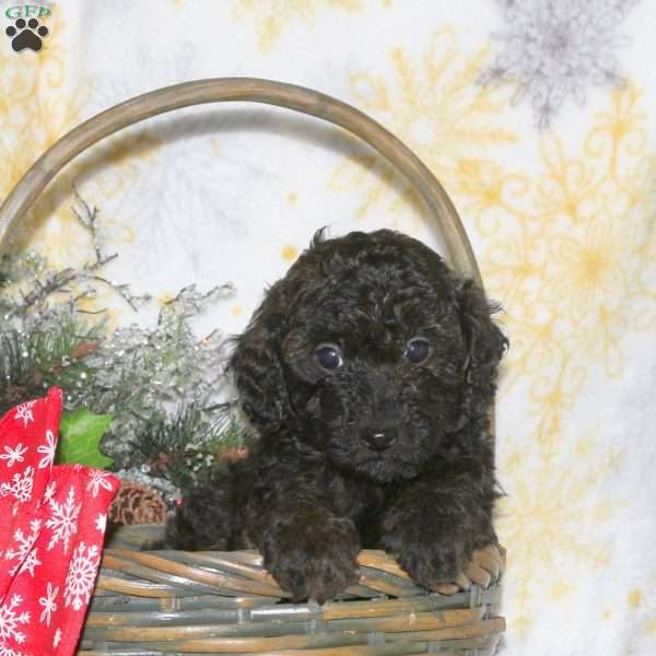 Mack, Miniature Poodle Puppy