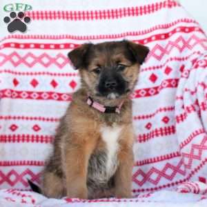 Macy, Miniature Poodle Mix Puppy