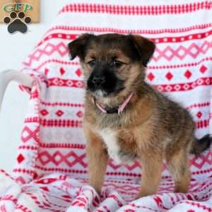 Macy, Miniature Poodle Mix Puppy