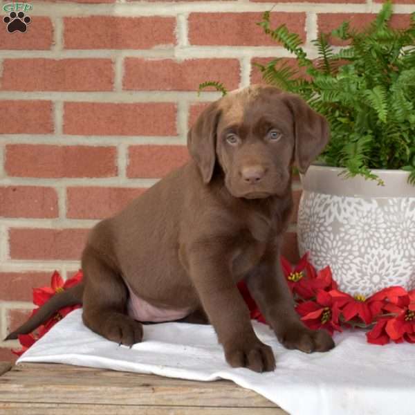 Maddy, Chocolate Labrador Retriever Puppy