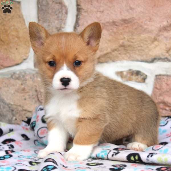 Madison, Pembroke Welsh Corgi Puppy