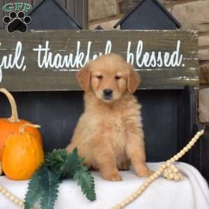 Madison, Golden Retriever Puppy