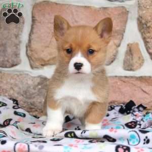 Madison, Pembroke Welsh Corgi Puppy