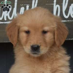 Madison, Golden Retriever Puppy