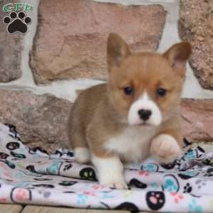 Madison, Pembroke Welsh Corgi Puppy