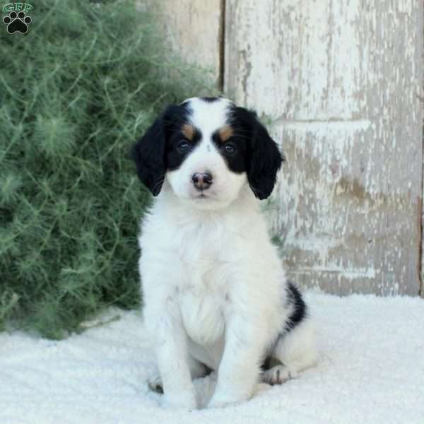 Madison, Bernese Mountain Dog Mix Puppy