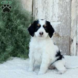 Madison, Bernese Mountain Dog Mix Puppy