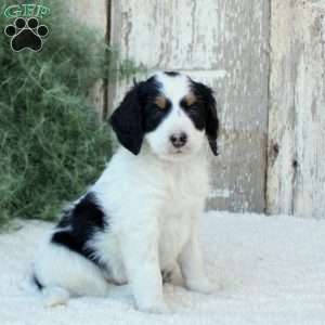 Madison, Bernese Mountain Dog Mix Puppy