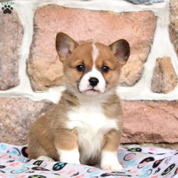 Maeve, Pembroke Welsh Corgi Puppy